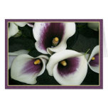 Calas Curvy Tarjeta