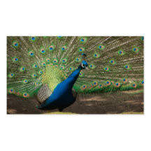 Calendario del bolsillo del pavo real 2011 (los E. Plantilla De Tarjeta De Visita