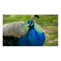 Calendario del bolsillo del Peafowl azul 2011 (los Tarjeta De Visita