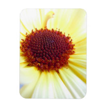 Calendula de Sunkissed Imán De Vinilo