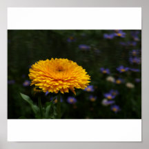 Calendula Poster
