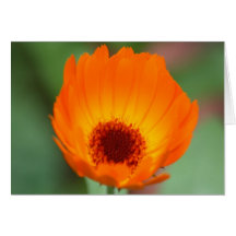 Calendula Tarjeta