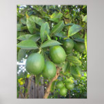 Cales frescas posters