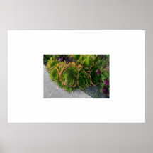 California Plantlife Impresiones