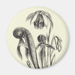 Californica del Darlingtonia, planta carnívora Imán Para Frigorifico