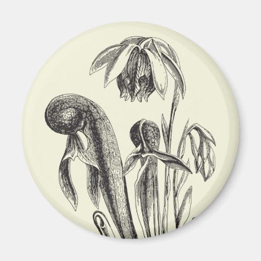 Californica del Darlingtonia, planta carnívora Imán Para Frigorifico