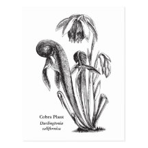 Californica del Darlingtonia, planta carnívora Postales