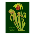 Californica del Darlingtonia, planta carnívora Tarjetas Postales
