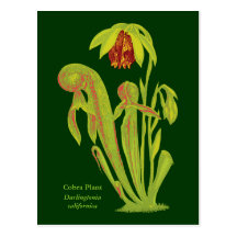 Californica del Darlingtonia, planta carnívora Tarjetas Postales