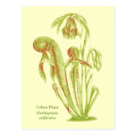 Californica del Darlingtonia, planta carnívora Tarjetas Postales