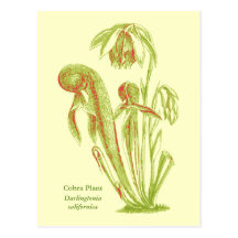 Californica del Darlingtonia, planta carnívora Tarjetas Postales