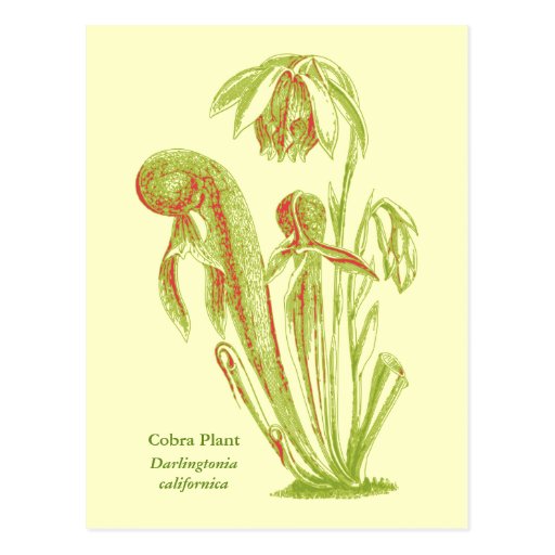Californica del Darlingtonia, planta carnívora Tarjetas Postales