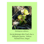 Californica del Darlingtonia Tarjeta Postal