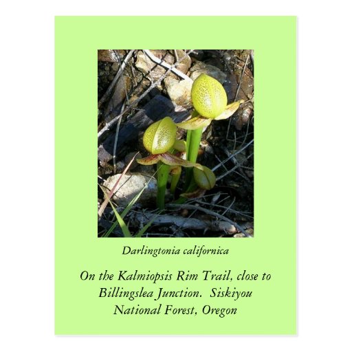 Californica del Darlingtonia Tarjetas Postales