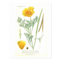 Californica del Eschscholtzia Postal