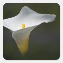 Callalily Colcomanias Cuadradas Personalizadas