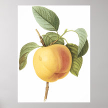 Calville Apple Poster