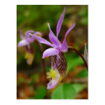 Calypso Bulbosa Tarjeta Postal