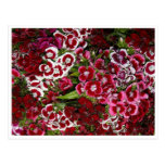 Cama del clavel rosado postal