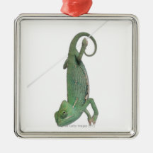 Camaleón velado joven, calyptratus del Chamaeleo Adornos