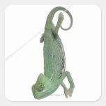 Camaleón velado joven, calyptratus del Chamaeleo Pegatinas Cuadradases Personalizadas