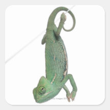 Camaleón velado joven, calyptratus del Chamaeleo Pegatinas Cuadradases Personalizadas