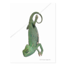 Camaleón velado joven, calyptratus del Chamaeleo Tarjeta Postal