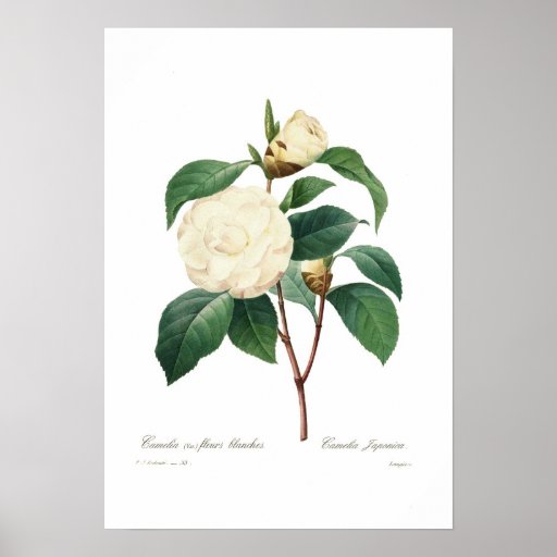 Camelia blanca posters