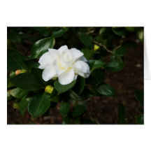 Camelia blanca tarjetas