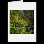 Camelia Bush 02. tarjetas