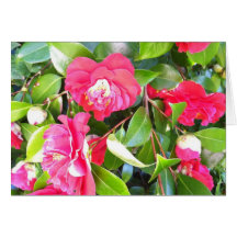 Camelia Bush en la floración Tarjetón