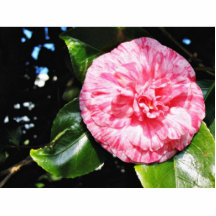 Camelia Escultura Fotográfica