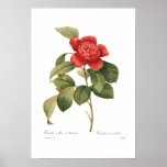 Camelia Impresiones