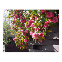 Camelia rosada bonita 17 tarjeta postal