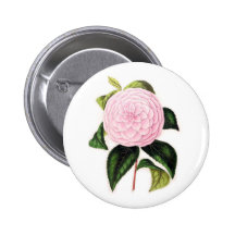 Camelia rosada pin