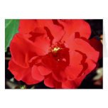 Camelia Tarjeton