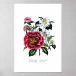Camelias Impresiones