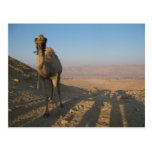 Camello en el desierto - modificado para requisito postal