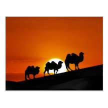 Camellos del desierto en la puesta del sol tarjeta postal