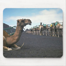 Camellos, Lanzarote Alfombrillas De Raton