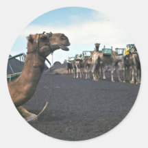 Camellos, Lanzarote Pegatina