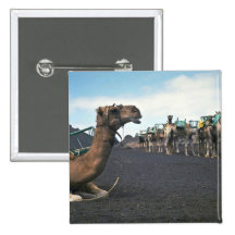 Camellos, Lanzarote Pins