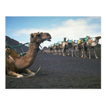 Camellos, Lanzarote Postal