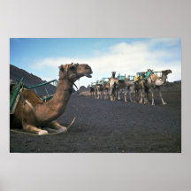 Camellos, Lanzarote Posters