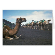 Camellos, Lanzarote Tarjeton