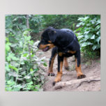 Caminar el perro de Rottweiler del perrito Posters
