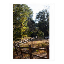 Camino del bosque postales