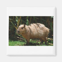 Camisetas y regalos del Capybara Imanes