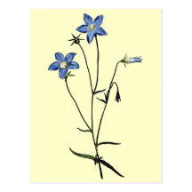 Campanula Gracilis Tarjetas Postales