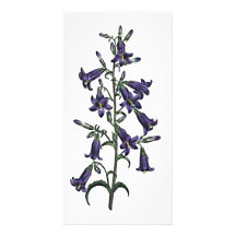 Campanula Sibirica Tarjeta Con Foto Personalizada